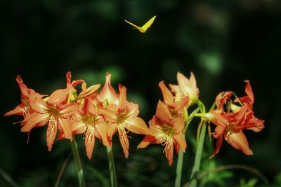 Close-up of flowers blooming outdoors