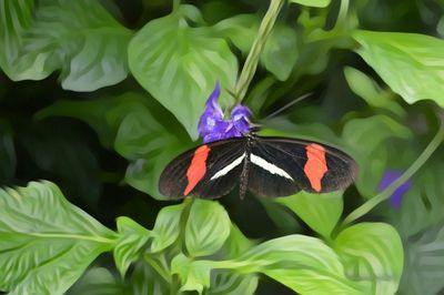 Close-up of butterfly on flower