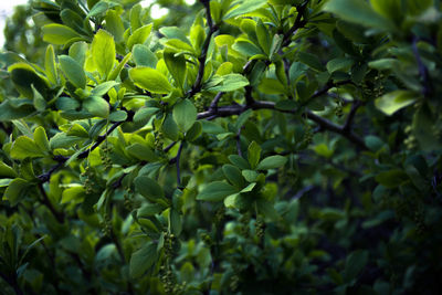 Close-up of leaves