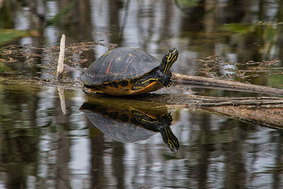 Close-up of turtle in a lake