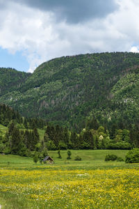 Scenic view of grassy field against sky