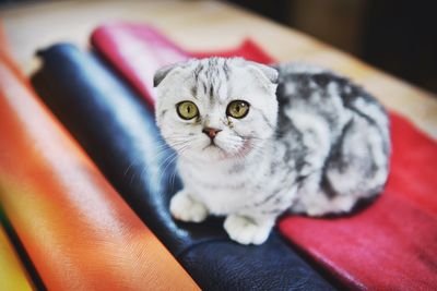 Portrait of cat relaxing on bed