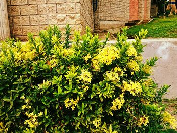 Close-up of yellow flowers