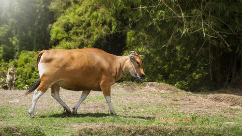 Banteng or sapi bali or tembadau, bos javanicus is a species of balinese wild cattle 