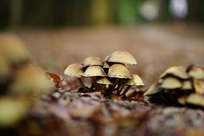 Close-up of mushroom