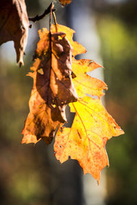 Close-up of dry maple leaf