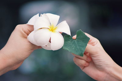 Close-up of hand holding white rose flower