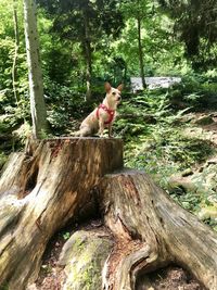 Cat sitting on tree stump in forest