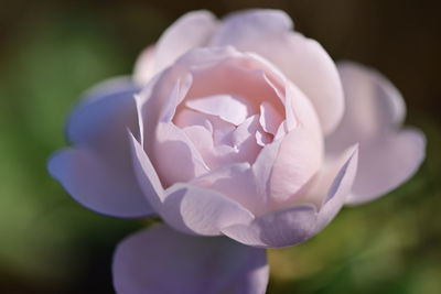 Close-up of pink rose flower