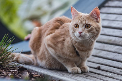 Portrait of cat sitting on wood