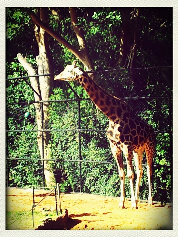 animal themes, tree, one animal, mammal, transfer print, wildlife, animals in the wild, auto post production filter, fence, forest, branch, herbivorous, nature, green color, tree trunk, growth, domestic animals, no people, day, plant