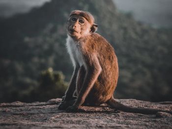 Monkey sitting on mountain