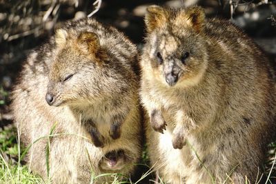 Close-up of two sheep