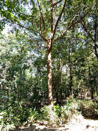 Low angle view of bamboo trees in forest