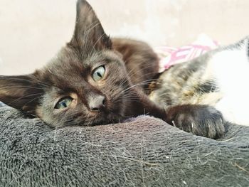 Close-up portrait of a cat