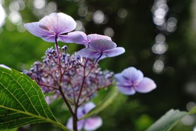 Close-up of purple flowers