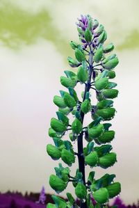 Close-up of fresh green plant against sky