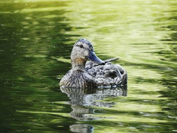 Close-up of bird swimming in lake