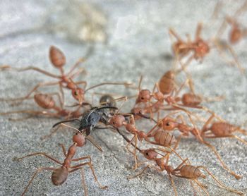 Close-up of ant on ground