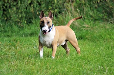 Portrait of dog running on grass