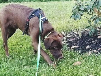 Dog lying on grass