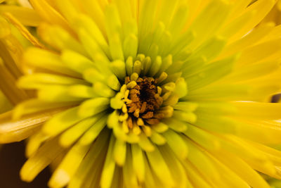 Full frame shot of yellow flower