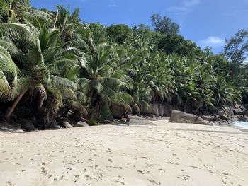 Palm trees on beach against sky