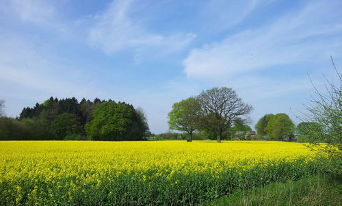 Scenic view of oilseed rape field against sky