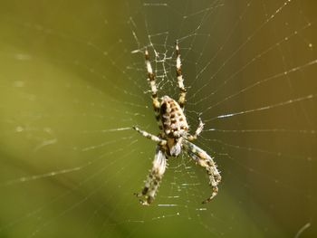 Close-up of spider on web
