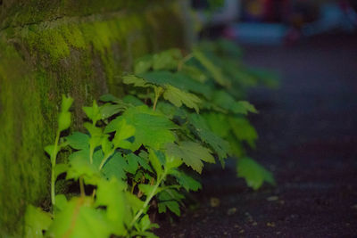 Plants growing in sunlight