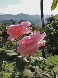 Close-up of pink roses