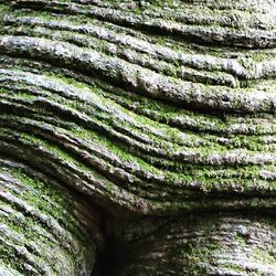 Full frame shot of tree trunk