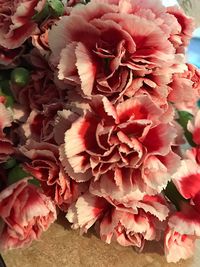 Close-up of pink flowers