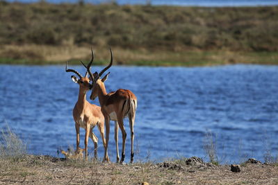 Antelopes standing on lakeshore