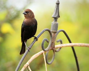 Close-up of bird perching on branch