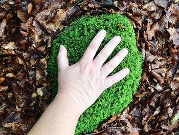 High angle view of person hand with green leaves