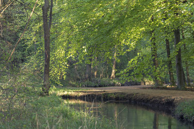 Scenic view of lake in forest