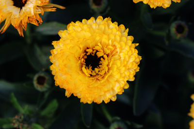 Close-up of yellow marigold flower