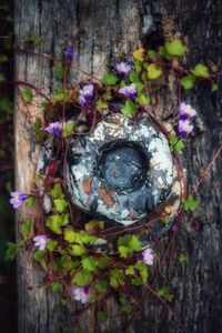 Close-up of flowers on tree trunk