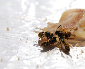 High angle view of bee