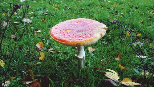 Close-up of mushroom growing on field