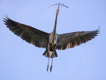 Low angle view of eagle flying against clear blue sky