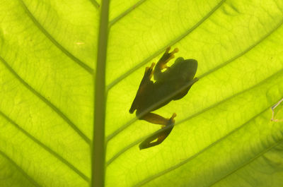 Close-up of insect on leaves