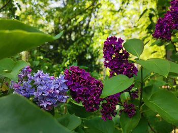 Close-up of purple flowering plants