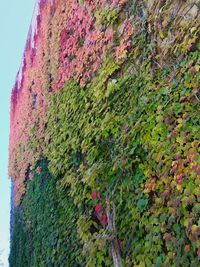 Close-up of ivy growing on tree