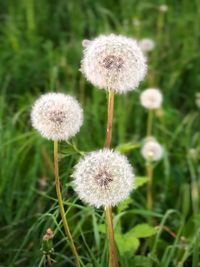 Close-up of dandelion flower on field