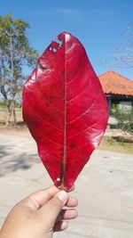 Cropped image of person holding red leaf
