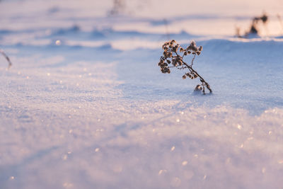 Close-up of snow covered plant on field