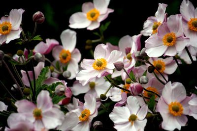 Close-up of flowers