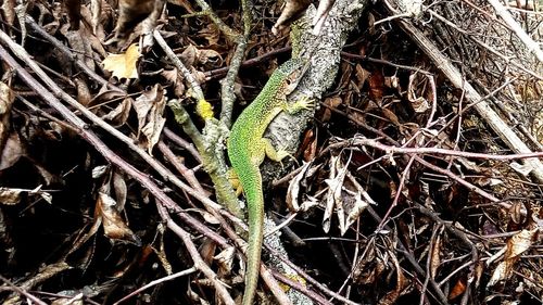 Close-up of lizard